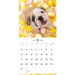 ヨドバシ.com - Y1337 [限定 2026 PICTWAN L ブルドッグ L006
