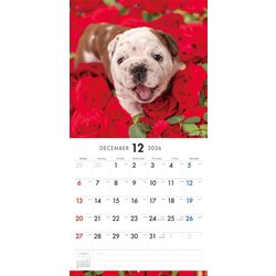 ブルドッグさん 専用ページ ヨドバシ.com - Y1368 [限定 2026 PICTWAN S フレンチ
