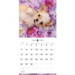 ちわわんず ヨドバシ.com - Y1366 [限定 2026 PICTWAN S チワワ S035] 通販