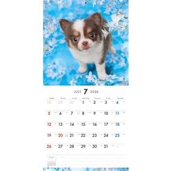 ちわわんず ヨドバシ.com - Y1366 [限定 2026 PICTWAN S チワワ S035] 通販