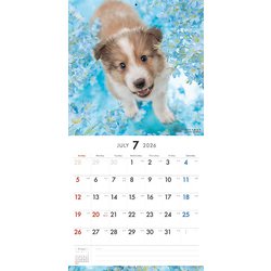 ヨドバシ.com - Y1354 [限定 2026 PICTWAN L シェットランド