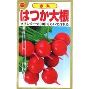 赤丸 はつか大根