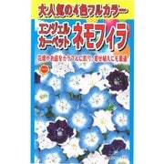 大人気の4色フルカラー エンジェル