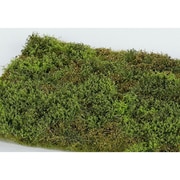 F571 MODEL SCENE 草マットプレミアム 18×28cm 荒れた茂み 春 [ジオラマ素材]