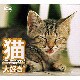 シンフォレストDVD 猫、大好き! Cats, Be Happy! [DVD]