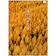 北の国から Vol.1 [DVD]