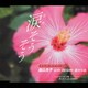 森山良子／涙そうそう スペシャル・ライブ・ヴァージョン