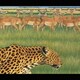 Fantastic Plastic Machine／zoo