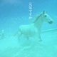 元気ですか/カバー・バージョン集