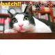 hatch!!はっちゃん日記〈2〉 [単行本]