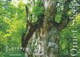 音のソノリティ ヒーリング・エディション Quiet Sleep [DVD]