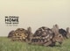 Mr.Children／Mr.Children HOME TOUR 2007 -in the field- [DVD]