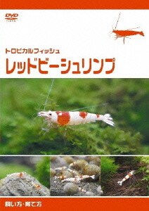 レッドビーシュリンプ 期間限定お試し価格 レッドビーシュリンプ 期間限定お試し価格