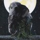 MISIA／ASCENSION