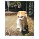 うちのまる―養老孟司先生と猫の営業部長 [単行本]