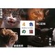 4色の猫―猫と僕らと、そして写真と [単行本]
