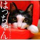 はっちゃん―無敵のニャンドル [単行本]