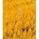 北の国から 1 Blu-ray 期間限定生産 [Blu-ray Disc]