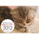 ずっといっしょ。子猫カレンダー 2012 [カレンダー]