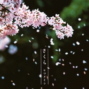 さくら