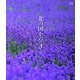 北の国から 3 [Blu-ray Disc]