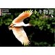 トキ物語―佐渡島から [単行本]
