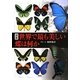 図鑑 世界で最も美しい蝶は何か [単行本]