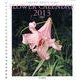 FLOWER CALENDAR 2013 [単行本]