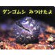 ダンゴムシみつけたよ(ポプラ社のよみきかせ大型絵本) [絵本]
