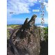 ガラパゴスがこわれる [単行本]