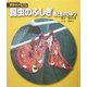 昆虫のふしぎ―色と形のひみつ 新装版 (科学のアルバム) [全集叢書]