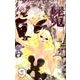 屍鬼 9（ジャンプコミックス） [コミック]