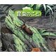 昆虫のこと(自然スケッチ絵本館) [絵本]