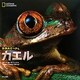 カエル(ナショナルジオグラフィック 動物大せっきん) [図鑑]