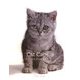 Cat Capers-いたずらな猫たち [単行本]