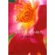 「女の子写真」の時代 [単行本]