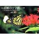 写真集 花蝶の十字路 北アメリカ篇―Looking for Butterflies [単行本]