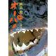 オーパ!(集英社文庫(日本)) [文庫]