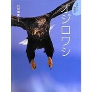 オジロワシ(北国からの動物記〈5〉) [絵本]