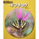 ギフチョウ(科学のアルバム〈92〉) [全集叢書]