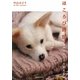ほころび時間―フェルトアートの小犬たち [単行本]