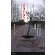 ゴーストタウン―チェルノブイリを走る(集英社新書ノンフィクション) [新書]