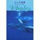 クジラ物語 [全集叢書]
