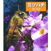 ミツバチ [全集叢書]