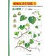 植物生活史図鑑〈3〉夏の植物〈No.1〉 [単行本]
