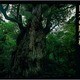 日本の原生林―水越武写真集 [単行本]