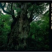 日本の原生林―水越武写真集 [単行本]