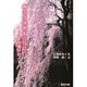 柳沢吉保側室の日記―松蔭日記 [単行本]