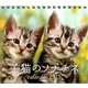 子猫のソナチネCalendar 2013 [カレンダー]