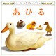 あひる(児童図書館・絵本の部屋―ほーら、大きくなったでしょ) [絵本]
